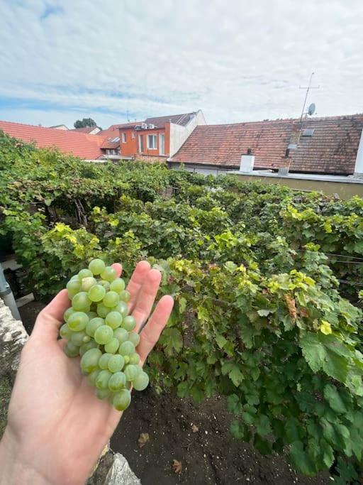 Mikulovska Chalupa Se Sklepem Buitenkant foto